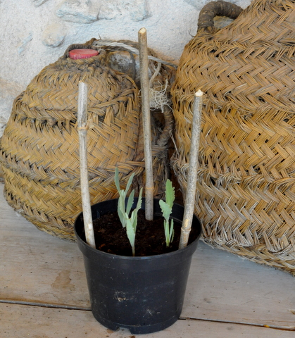 Propagating lavender and enjoying one of the best dry landscaping plants at your disposal